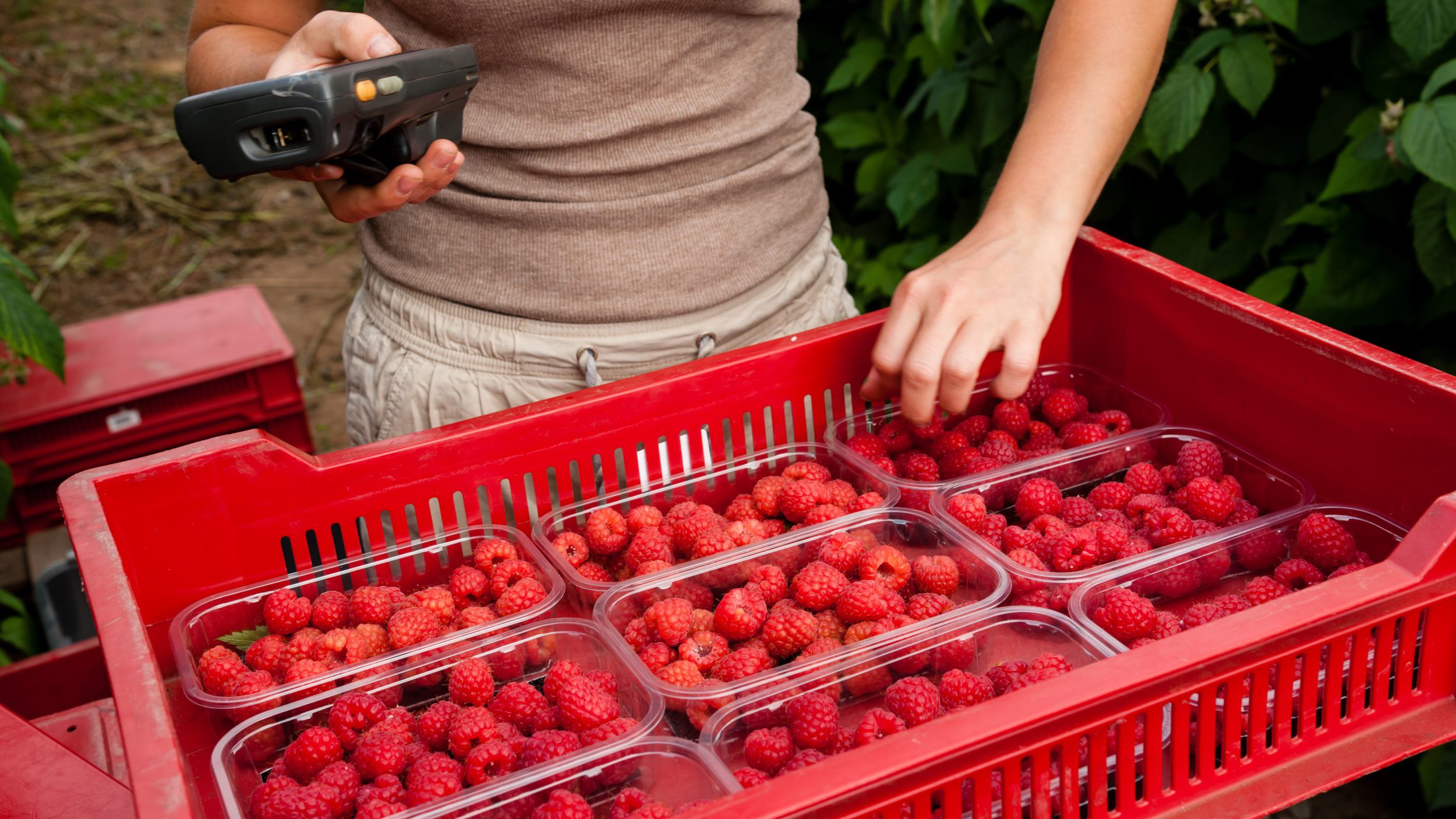 Raspberries harvested and stored in containers under Food Safety and Sanitation